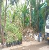 10x22 Lô đất xây biệt thự đẹp tại KDC Vĩnh Phú 1, Thuận An, Bình Dương cũ