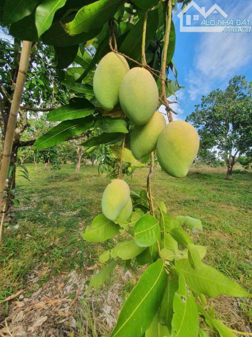 Bán lô đất 1.6ha view hồ Trị An, Phú Lý, Vĩnh Cửu, Đồng Nai, giá 8 tỷ 900.