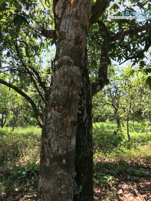 Bán lô đất 1.6ha view hồ Trị An, Phú Lý, Vĩnh Cửu, Đồng Nai, giá 8 tỷ 900. - 3