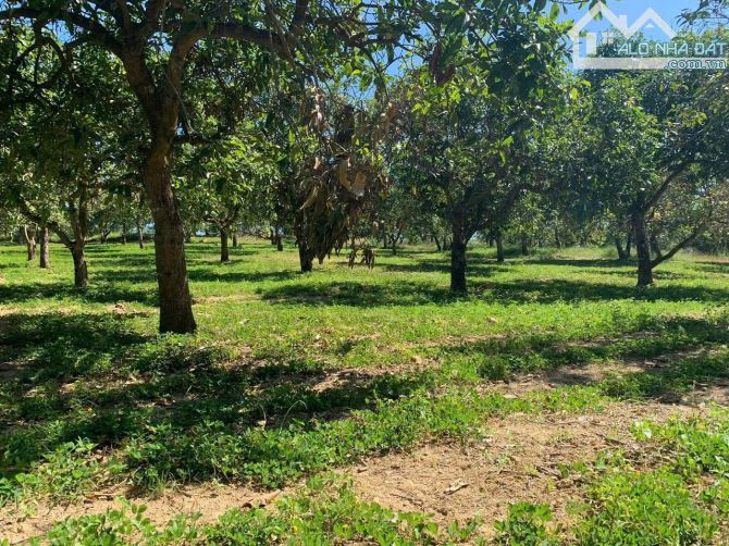 Bán lô đất 1.6ha view hồ Trị An, Phú Lý, Vĩnh Cửu, Đồng Nai, giá 8 tỷ 900. - 4