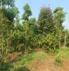 🇻🇳🇻🇳 GẦN 1 sào 3 đất đẹp có ít cà phê tiêu - Sầu riêng tại khánh Xuân