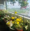 Chính chủ căn hộ Flora Mizuki Park hướng đông view Q1 sổ hồng 2PN 1WC