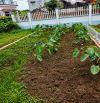 RẺ THẬT - 1 TỶ 3 - CÓ NGAY THỬA ĐẤT ĐẸP  - Ô TÔ VÀO TẬN ĐẤT- ĐẠI ĐỒNG - HƯNG  YÊN.