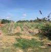 Hàng hiếm 5500m đất lúa Thị Trấn Cần Giuộc chỉ 1tỷ2/nền.