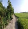 🔰 Bán đất lúa: 7.700m² (40m x 198m, hậu 37m) Đường Thủy Lợi, xã Tân Hội Trung cũ