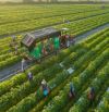 CHUYÊN CHO THUÊ ĐẤT NÔNG NGHIỆP DIỆN TÍCH LỚN, ĐẤT TỐT, VỊ TRÍ ĐẸP,GIÁ TỐT NHẤT THỊ TRƯỜNG