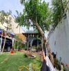 Nhà vườn đa phước bình chánh 600m² 9,5 tỷ