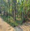 Bán nhà vườn diện tích rộng 1250m2 có 700m2 đất ở có vườn cây ăn trái lâu năm