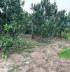 BÁN LÔ VƯỜN CÂY ĂN TRÁI,, Khánh Đông Bắc Khánh Vĩnh - Khánh Hòa dt 337m ngang 5 giá 350tr