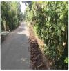 Đất nghỉ dưỡng view sông Tiền, toạ lạc tại "Vương Quốc Sầu Riêng"