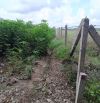 Chủ cần bán 3.5ha đất trồng sầu riêng, mặt tiền đường đất 300m, giá 1.35 tỷ/mẫu, sổ hồng