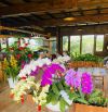Cho thuê Homestay , coffee Da Sar Lạc Dương 20 triệu/tháng