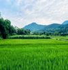 Gần 3tỷ, có gần 1000n2 đất Minh Quang Ba Vì, gần UB xã, chợ, trường, view đồng, oto tránh.