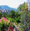 Bán đất đường Trần Quang Diệu Đà Lạt | cách cổng Dinh I 50m view rừng thông