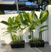 🔥 CỰC HOT: NHÀ 2 TẦNG PHẠM NHƯ XƯƠNG - SÁT ĐẠI HỌC SƯ PHẠM - SẴN HỢP ĐỒNG THUÊ 200Tr/Năm