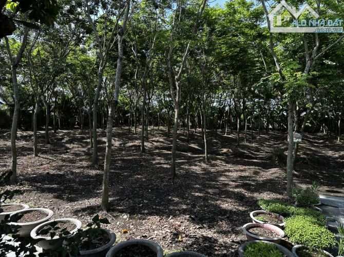 CHÍNH CHỦ BÁN BIỆT THỰ NHÀ VƯỜN 6500M2 GỒM 2000M THỔ CƯ 50X130M2 GIÁ CHỈ 20 TỶ NHỈN - 2