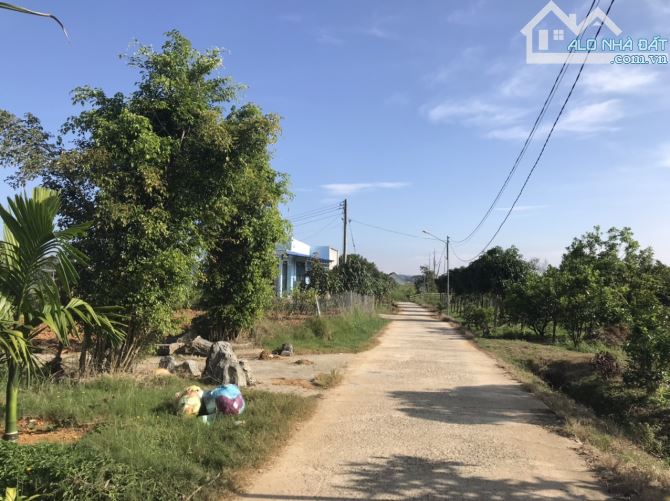 25x50m 200m thổ cư, nhà vườn Bảo Lộc. - 2