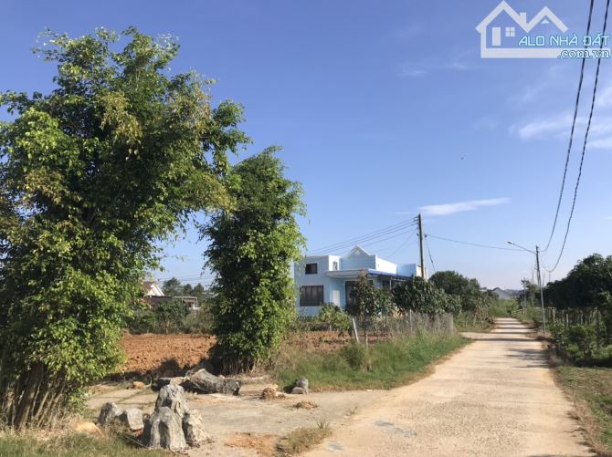 25x50m 200m thổ cư, nhà vườn Bảo Lộc. - 3
