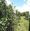 ĐẤT TRỒNG CÂY LÂU NĂM 1000M2 KÊNH TRUNG ƯƠNG VĨNH LỘC A, BÌNH CHÁNH, GIÁ 6TR/M2