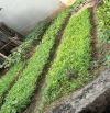 Bán đất đẹp Xuân dục, Yên Thường, Gia lâm 62m² 4.5 tỷ, Nở Hậu, Ngõ rộng, Thông, Gần Ô tô.