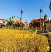 Khu nghỉ dưỡng view lúa dài 32m Cẩm Châu- Hội An giá 13 tỷ