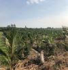 BÁN 2.000m² ĐẤT VƯỜN – LÔ 2 KÊNH A, BÌNH LỢI (LÊ MINH XUÂN CŨ)