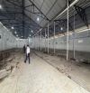 Chính chủ cho thuê 1.123m2 kho tại 89 Lạc Long Quân giá rẻ hoa hồng nửa tháng
