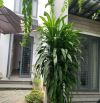 BÁN BIỆT THỰ MINI SÂN VƯỜN TẠI LINH ĐÔNG THỦ ĐỨC, GIÁP PHẠM VĂN ĐỒNG,GIÁ 12.5 TỈ