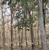 Bán 26 mẫu cao sau đang thu hoạch an cơ chỉ 1 tỷ 700 /mẫu