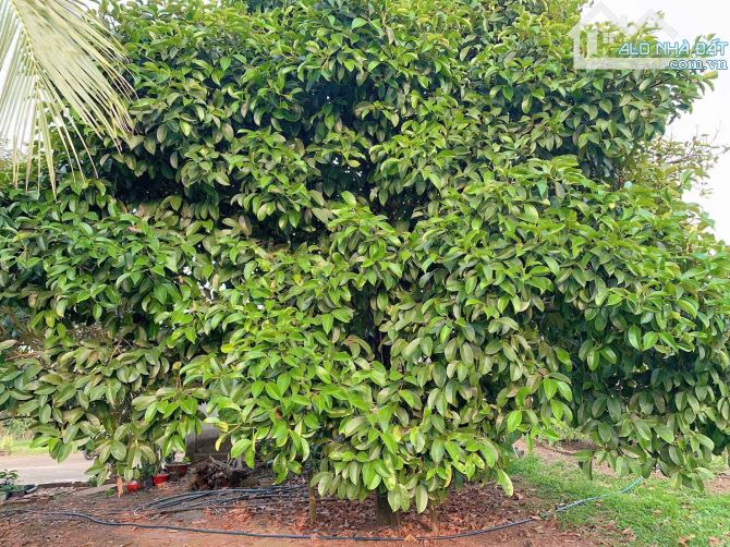 Bán khoảng 2,3 mẫu (23.241m2) đất xã Láng Lớn, huyện Châu Đức, BRVT.