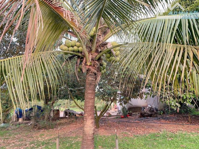 Bán khoảng 2,3 mẫu (23.241m2) đất xã Láng Lớn, huyện Châu Đức, BRVT. - 1