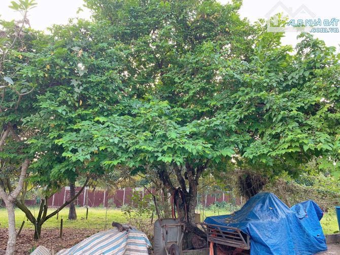 Bán khoảng 2,3 mẫu (23.241m2) đất xã Láng Lớn, huyện Châu Đức, BRVT. - 3