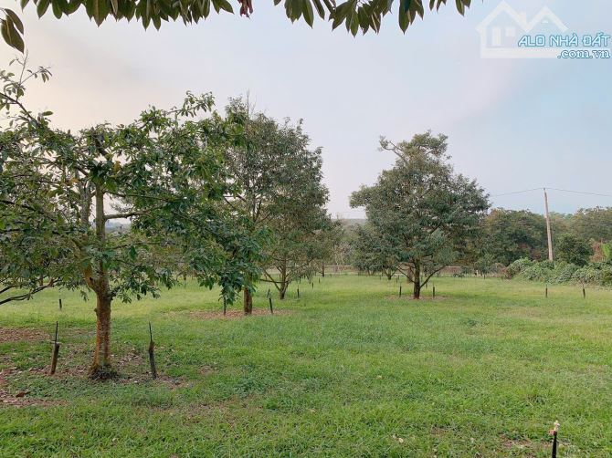 Bán khoảng 2,3 mẫu (23.241m2) đất xã Láng Lớn, huyện Châu Đức, BRVT. - 6