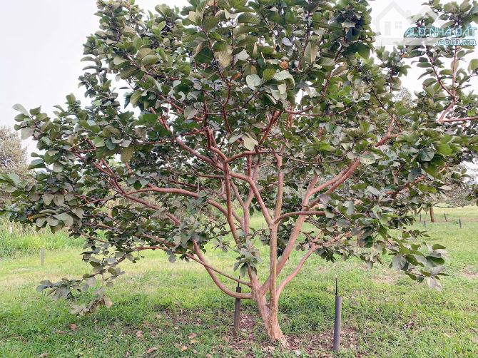 Bán khoảng 2,3 mẫu (23.241m2) đất xã Láng Lớn, huyện Châu Đức, BRVT. - 7