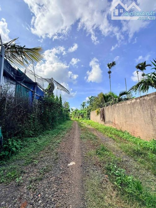 Rẫy sầu riêng thôn 1 Đạt Lý P TÂN AN - 3