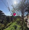 Bán đất hẻm đường 3/4 Phường Xuân Hương - Đà Lạt trung tâm view thông đẹp vĩnh viễn.