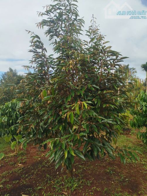 Bán 4 sào Phường Tân An. Điện tích: 40x102m