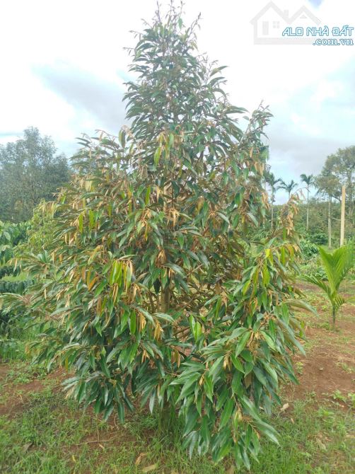 Bán 4 sào Phường Tân An. Điện tích: 40x102m - 1