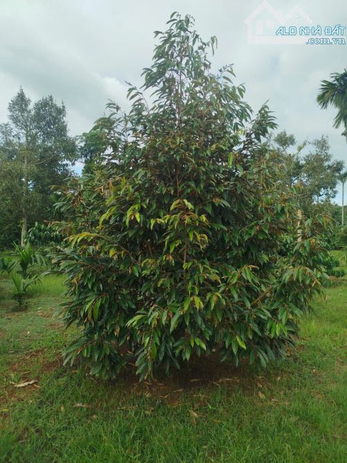 Bán 4 sào Phường Tân An. Điện tích: 40x102m - 2