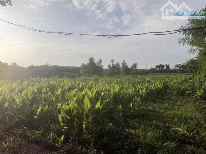 📍 Hàng đẹp Xuân Đông – 2.200m², 16,5m mặt tiền, cách chợ trường khoảng 1km - 3