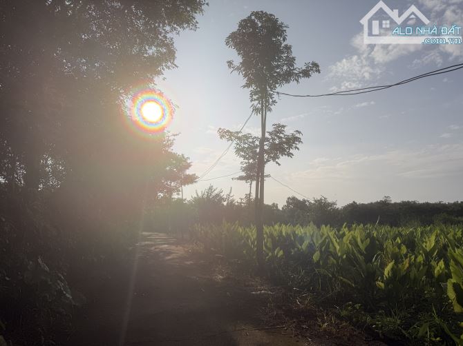 📍 Hàng đẹp Xuân Đông – 2.200m², 16,5m mặt tiền, cách chợ trường khoảng 1km - 4